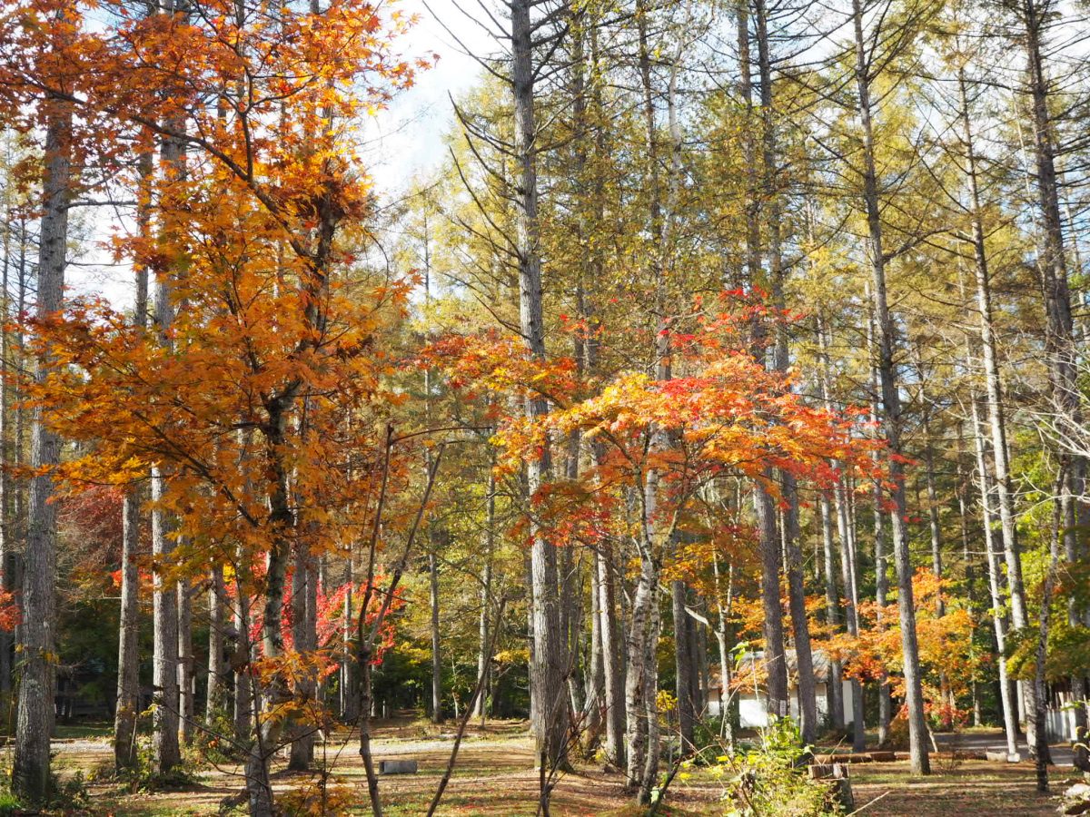 ☆秋の一色の森☆